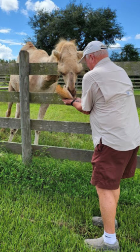 Man feeding a camel.